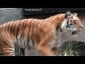 Tiger Roaring