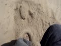 Walking Down Huge Sand Dune Walking Down Huge Sand Dune