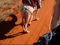 ラクダ動画