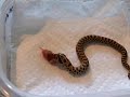 Western Hognose Feeding