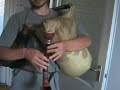 croatian bagpipe from baranya region