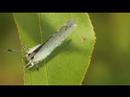 Faulbaumblaeuling  Holly Blue l\