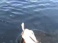 My Ultimate Big Fish Lure