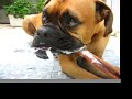 OSCAR THE BOXER CHEWS