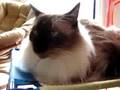 kitties