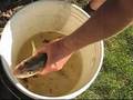 How To Gut A Fish