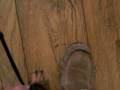 miniature dachshund