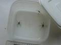 Spider fight