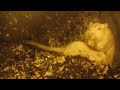 Digging Gerbils