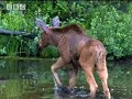 BBC:The Beaver - A Moose's Best Friend -  A Moose Named Madeline