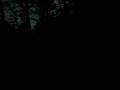 videos de Dans les bois 1