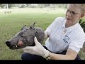 new paranormal creatures or wonderful animals