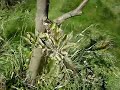 Follow up to the tree I grafted over earlier this year using rind and cleft grafts. a partial success. I have had better results than this grafting on to smaller branches rather than the main trunk. Mosst of the grafts have taken but they have not grown strongly. they shoudl grow away next year. Ideally also the grass and weeds should not have been allowed to grow all round the tree, since it competes for water and nutrient.