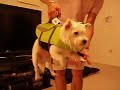 lifejacket.MOV