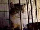 Money  (Adopted!)