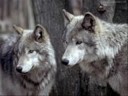 Wolf Tribute-Skillet You are my Hope
