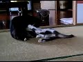 猫、ねこ、ネコ、ＮＥＫＯ，ＣＡＴ