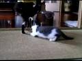 猫、ねこ、ネコ、ＮＥＫＯ，ＣＡＴ