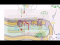 Photosynthesis Again - Mr Do's Biology Help