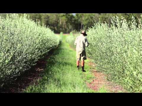 how to harvest olive leaves