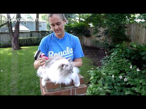 Cat Shedding Brush: Shed Ninja 2 In 1 Shedding Brush for Cats Product Review