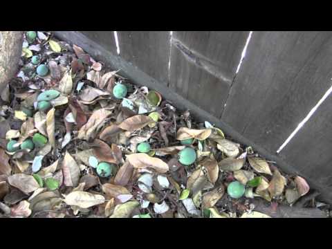 how to grow feijoas