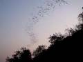 Visite d�une grotte et vol de chauves-souris - Pak Chong