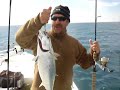 Wrightsville Beach Fishing for false albacore Wrightsville Beach Fishing for false albacore