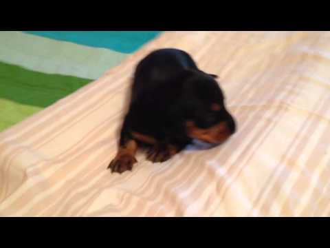 Russell puppy dachshund black and tan
