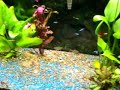 Acuario de 200L en el que se puden ver guppies macho, arlequines, molly ballon, betta splendens...está en proceso de plantación.