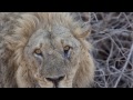 Ruaha National Park and Selous Game Reserve ...