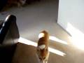 videos de Morton and Roxy play to Django Reinhart