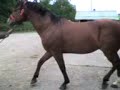 POTROS REPRODUCTORES HARAS MILITAR RIÑIHUE 2007