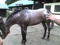 POTROS REPRODUCTORES HARAS MILITAR RIÑIHUE 2007