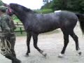 POTROS REPRODUCTORES HARAS MILITAR RIÑIHUE 2007