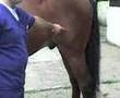 POTROS REPRODUCTORES HARAS MILITAR RIÑIHUE 2007