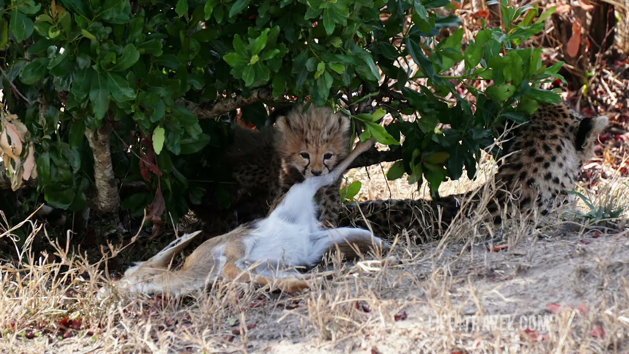 Гепарды в Кении. Африка рядом