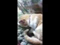 Click here to watch this video ウリちゃんがペロペロしています。