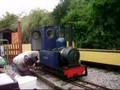 Mortocombe Railway MECONOPSIS