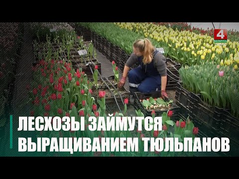 Вопыт Гомельшчыны па вырошчванні цюльпанаў будуць выкарыстоўваць усе лясгасы Беларусі видео