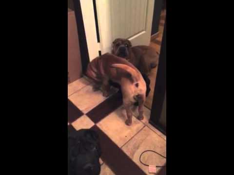 Little girl playing with the other doggies