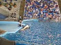 Shamu at seaworld,TX (2008) Shamu at seaworld,TX (2008)