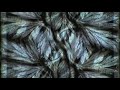 video by anita leib for the song adaptation from the roger eno & plumbline album transparencies released on hydrogen dukebox.  more info at neutralmusic.com and hydrogendukebox.com.