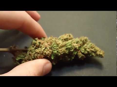 how to harvest afghan kush