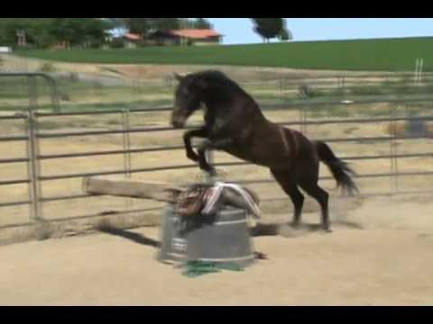 how to transplant ponga