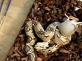 Red Tail Boa Feeding