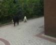 Boyero de Berna video