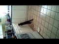 Click here to watch this video George wants Friskies!