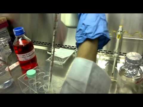 how to isolate blood cells