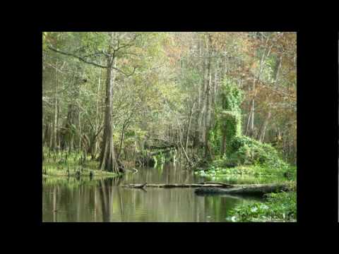 Bigfoot Evidence: Introduction Why Florida? Bigfoot Evidence: Introduction Why Florida? tim fasano research skunk ape video caught on video